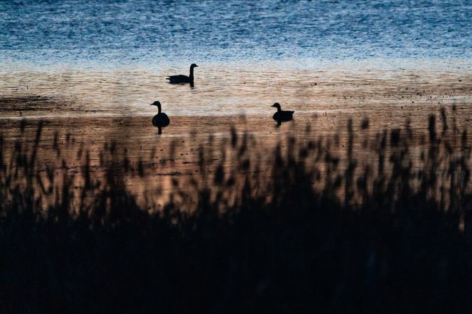 Canada Geese after sunset on Big Sandy Lake in McGregor, Minnesota