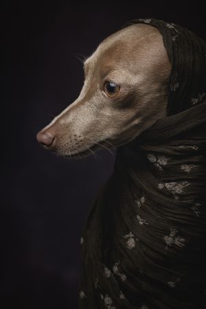 Italian Greyhound dog with scarf