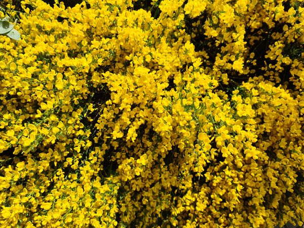 Vibrant yellow flowers in full bloom outdoors