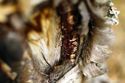 Bark on wood