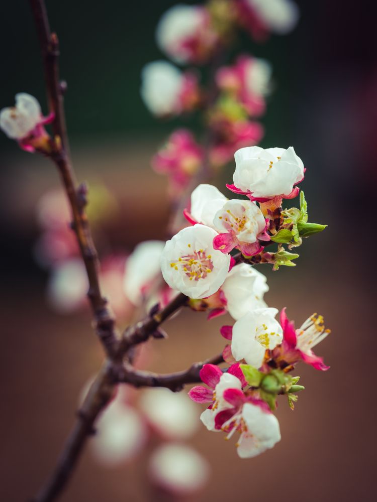 Blossoming twig of apricot tree