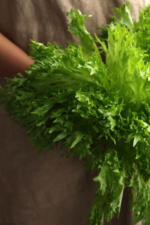 Female Hand with Vintage Apron Holding Fresh Endive Lettuce for Salad