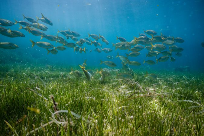 Fish swimming in blue sea