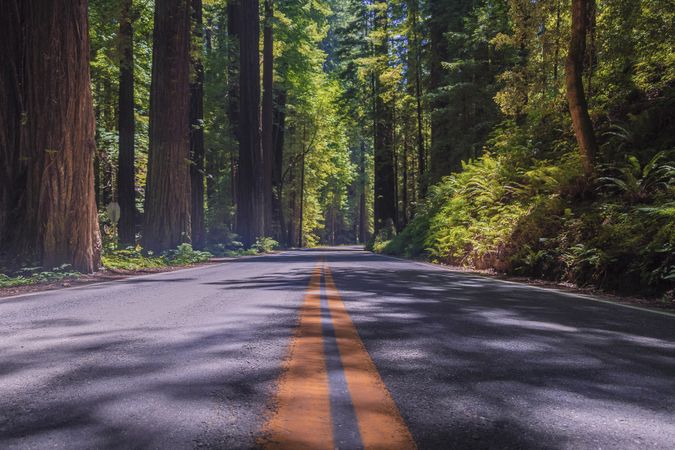 Center line in road in between forest