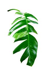 Green Leaf Epipremnum pinnatum