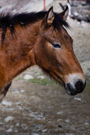 Horse in autumnal field