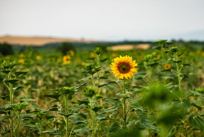 Blooming sunflower on a sunny day