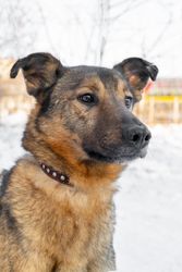 German Shepherd on snow covered ground