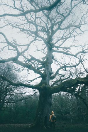 Traveller standing beside old tree covered by moss