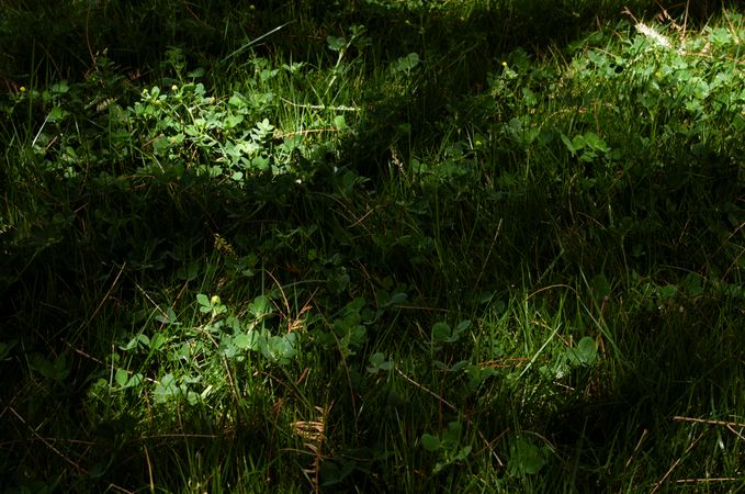 Grass with sunlight