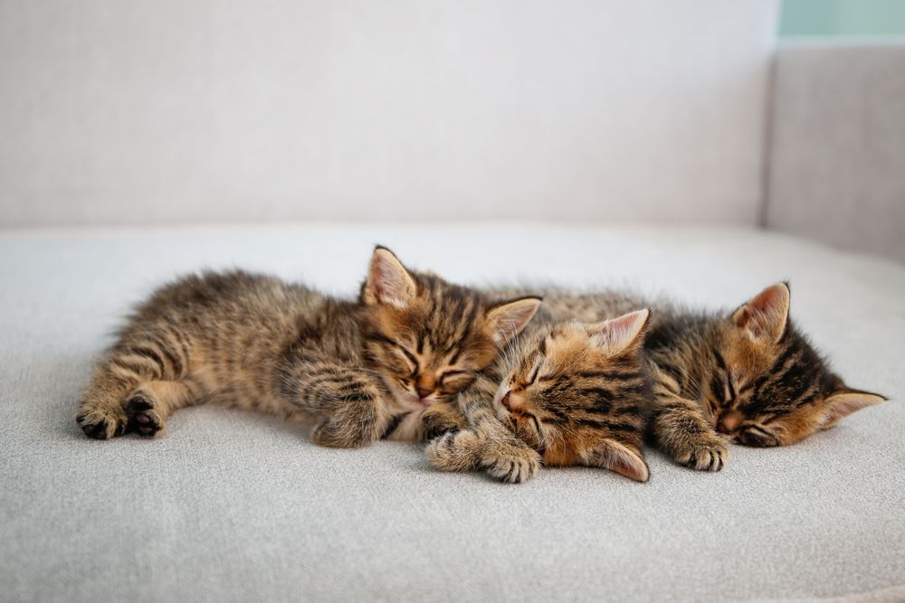 Kittens are sleeping on a gray sofa.