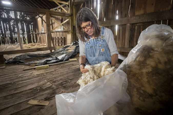 Farmer Dominique Herman preparing wool from her sheep