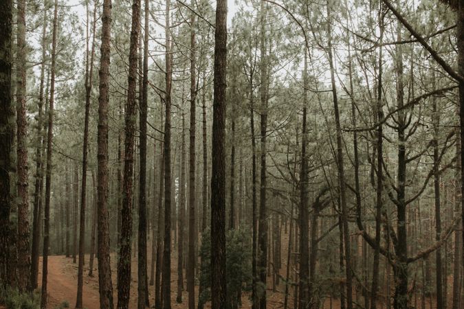 Forest with mossy trees