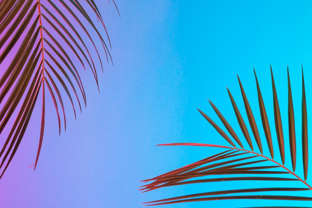 Palm leaves lit in bold neon  colors, on gradient blue to pink background