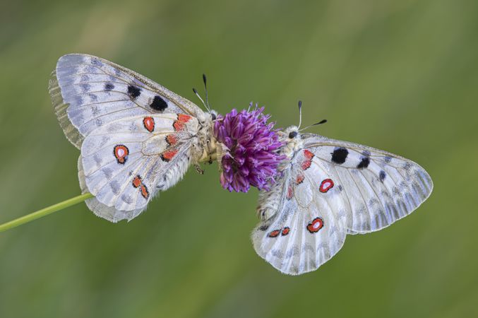Two butterflies on selective focus