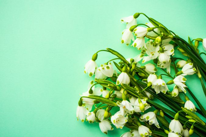 Easter holiday card concept with snowdrops on green background