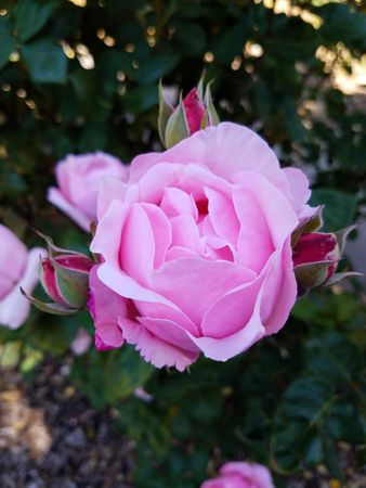 Lavender-pink rose