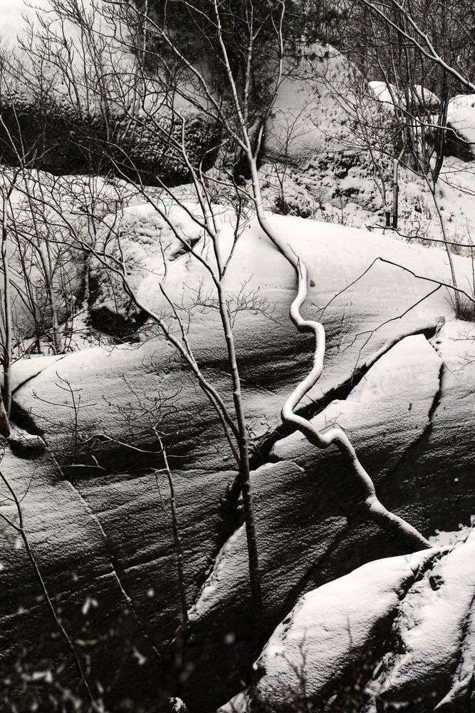 Tall frosted trees beside stone cliff with pine trees