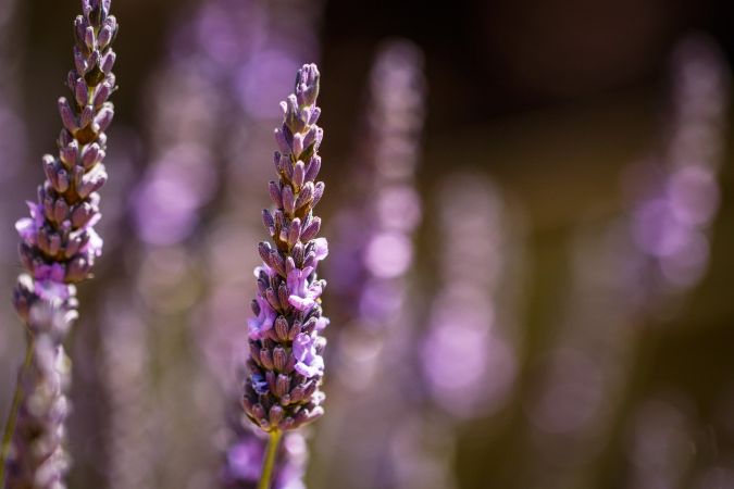 Lavender growing in nature on sunny day with selective focus