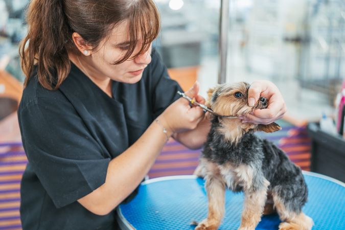 groomer cutting fur of small dog