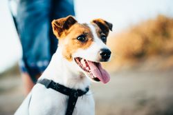 Jack Russell Terrier dog on a leash with a person outdoor