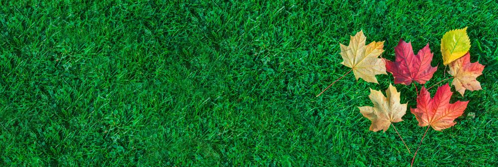 Colored autumn leaves on green grass