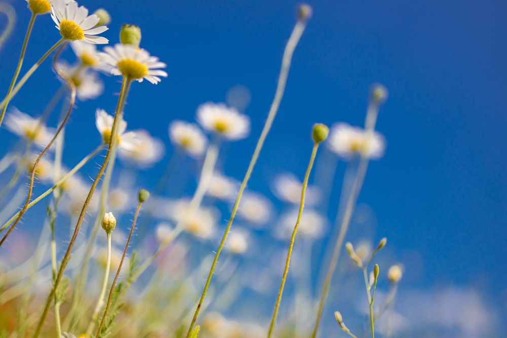 Daisies on a nice day