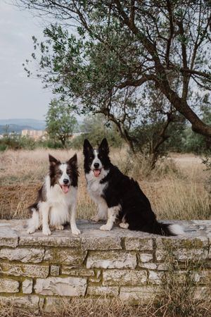 Border Collie dogs sitting on brick fence in countryside
