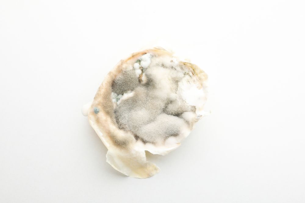 Food with mold on light background, close up