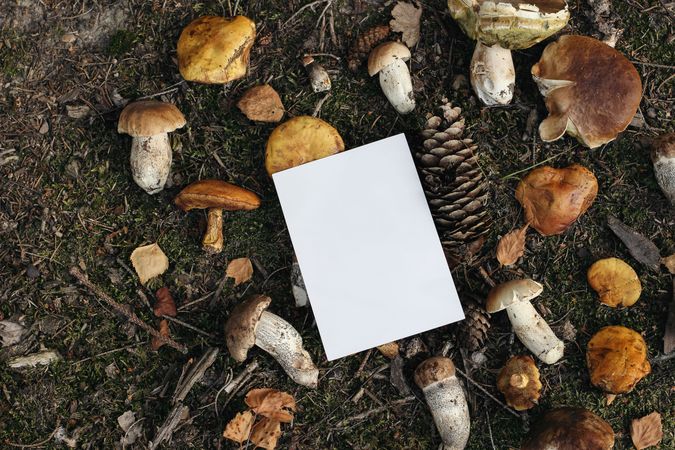 Blank paper card on various fresh wild mushrooms on forest ground, edible larch bolete, ceps, porcini mushrooms with pine cones