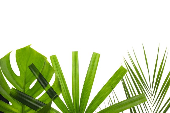 Different leaves of palm isolated on plain background