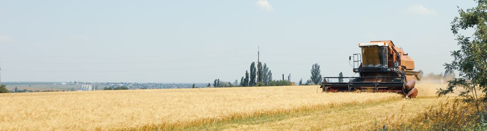 Red combine harvester in barley field. Agriculture and farming