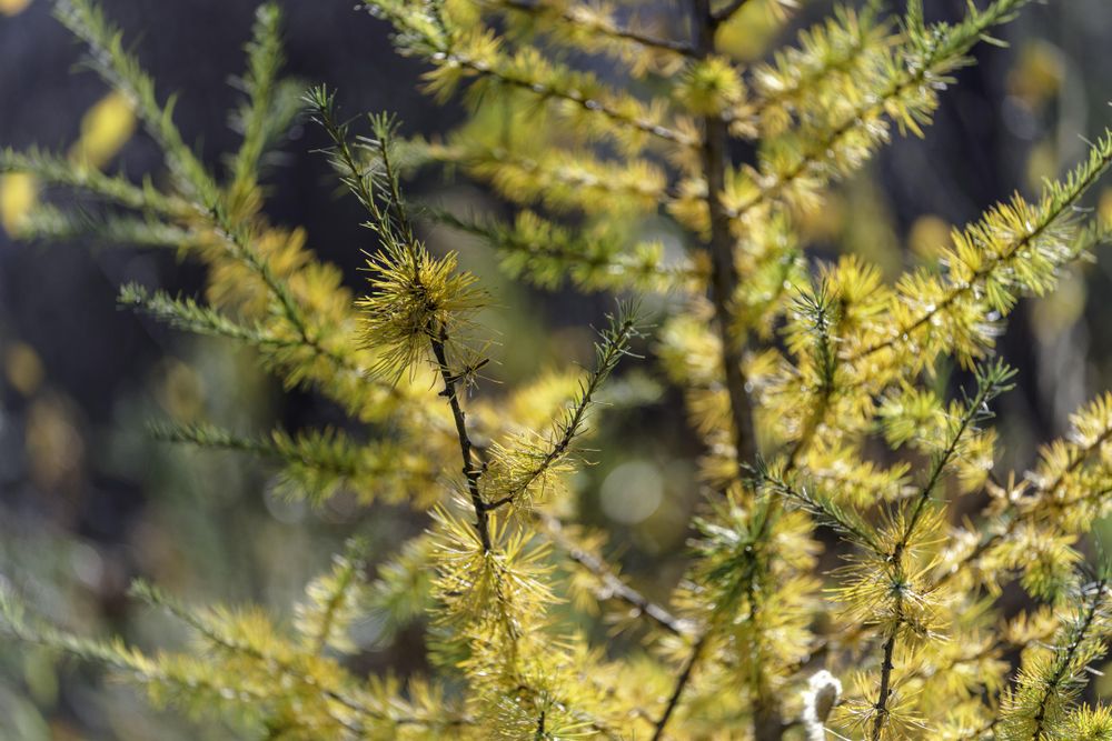 Closeup of a tamarack tree in Itasca County, Minnesota