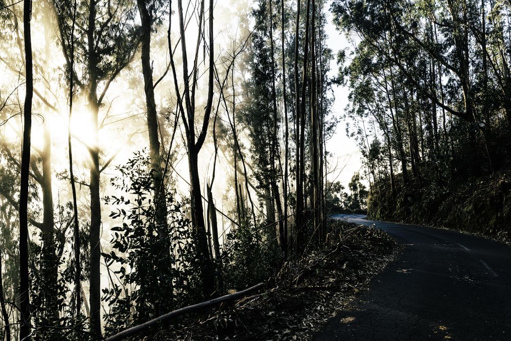Winding road surrounded by trees