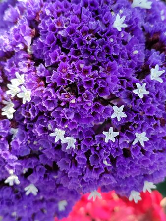 Statice purple flowers, vertical