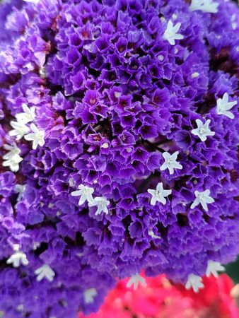 Statice purple flowers, vertical