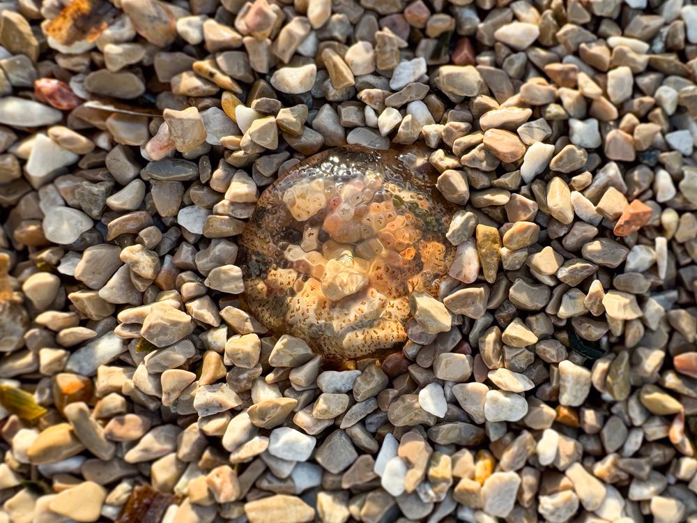 Beached jeffyfish on pebbles