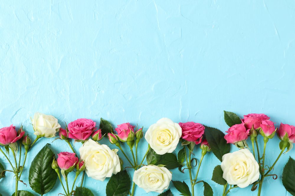Beautiful fresh roses with space for text on color background, top view