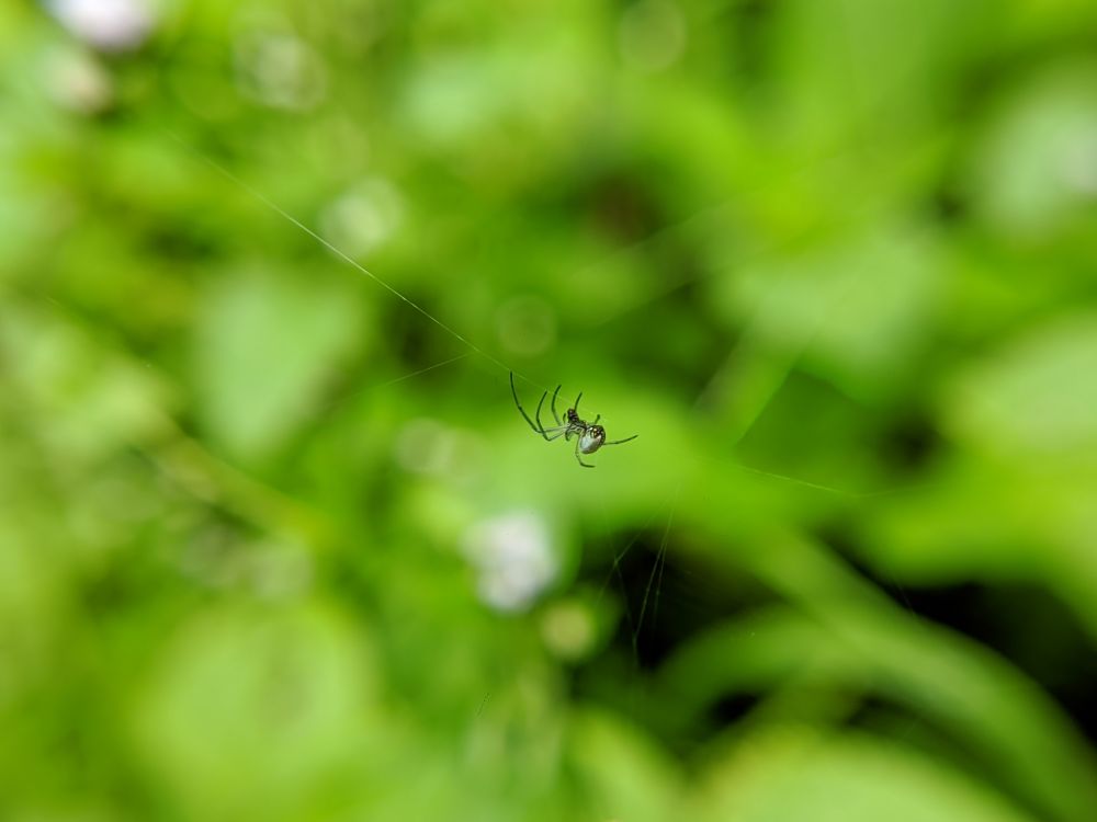 spiders in nature