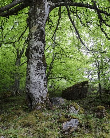 Spring forest with flowers