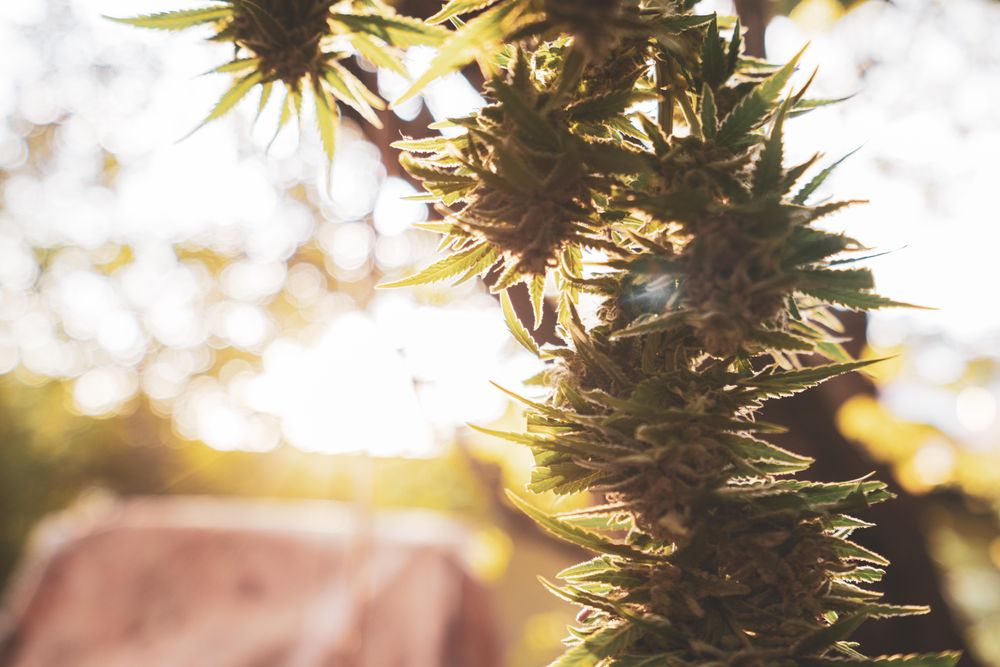 Silhouette of cannabis plant in the sun at dusk