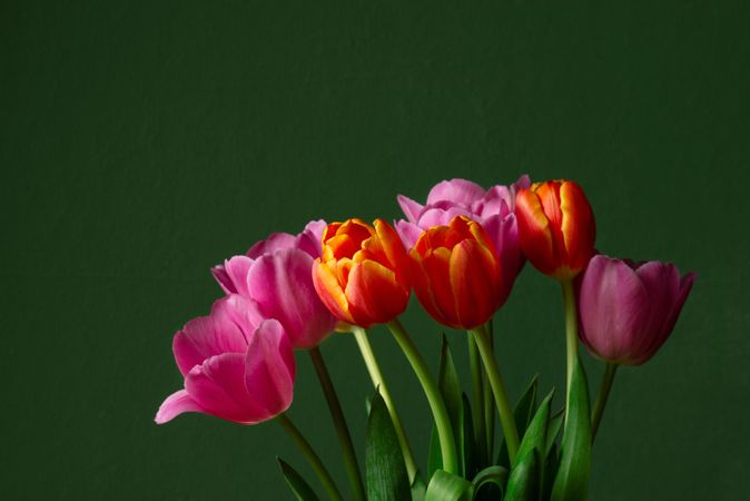 Side view of colorful tulip bulbs