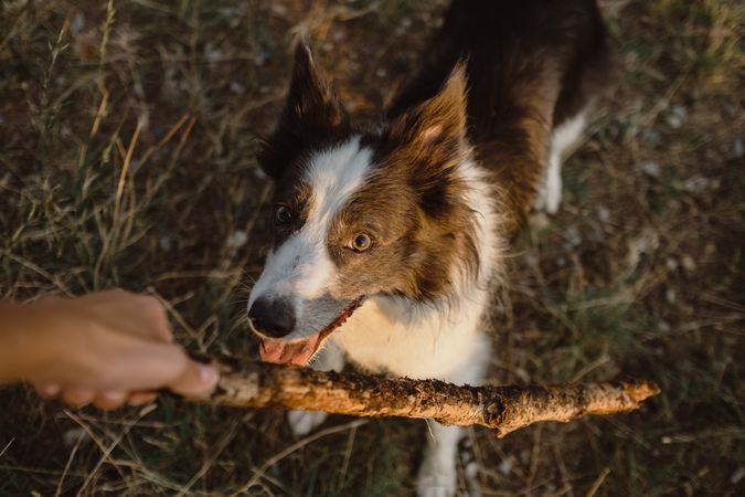 Faceless person having fun with senior Border Collie on road