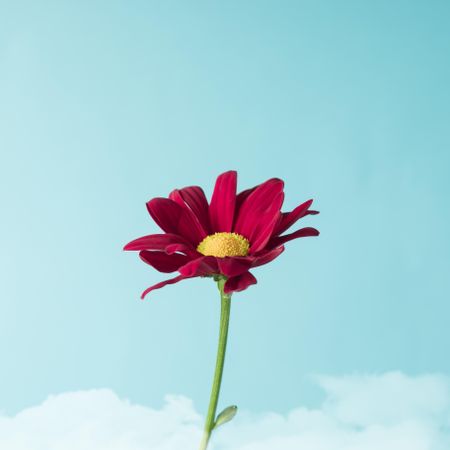 Red flower on sky background