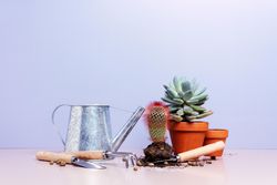 Succulents repotting on pastel purple background