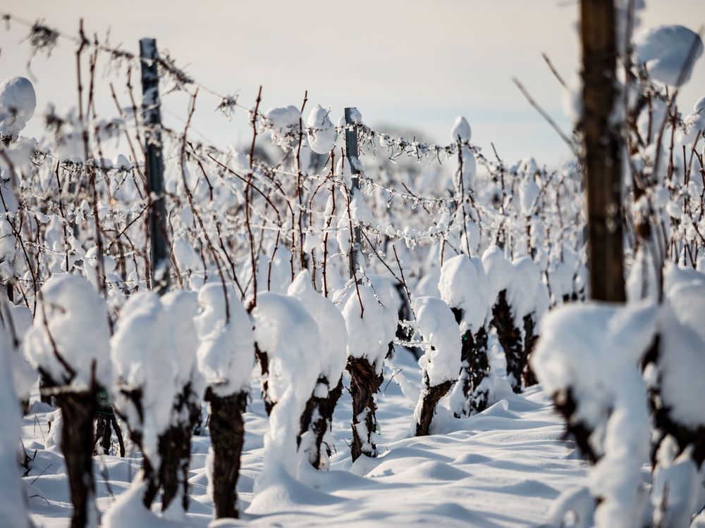 Alsace vineyards under heavy snow on a sunny winter day. Details and top view.