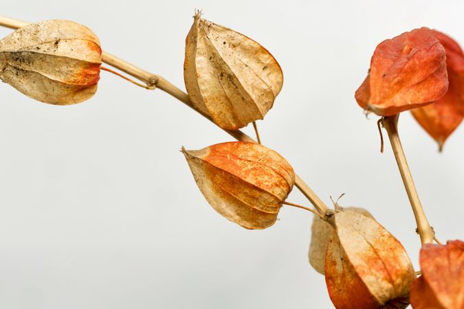 Dried leaves, educational still life for drawing
