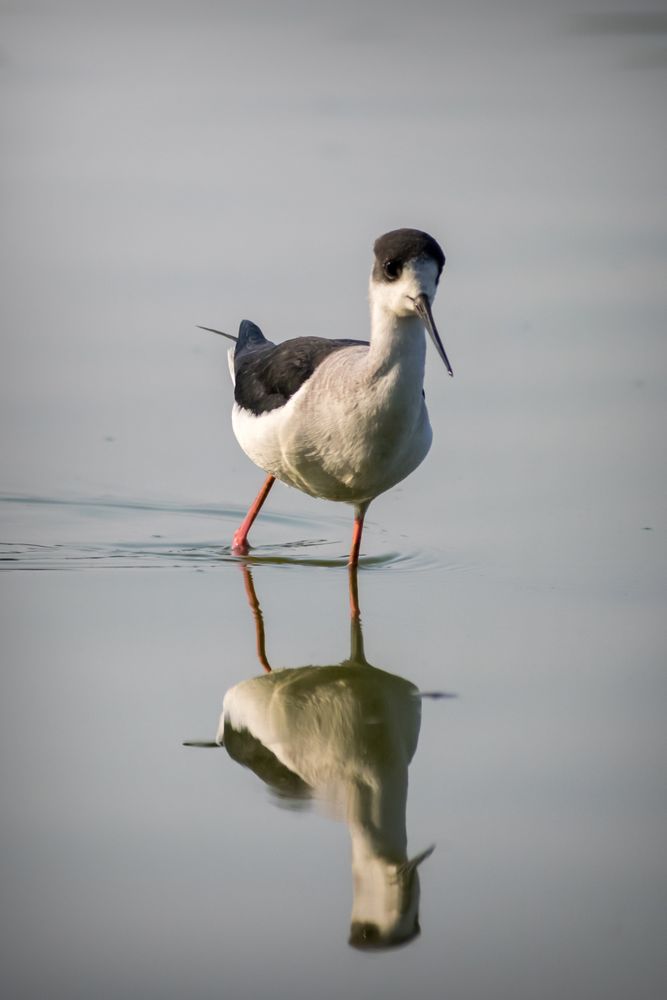 A Stilt giving a clear reflection in the water at Thol Bird Sanctuary in Gujarat, India