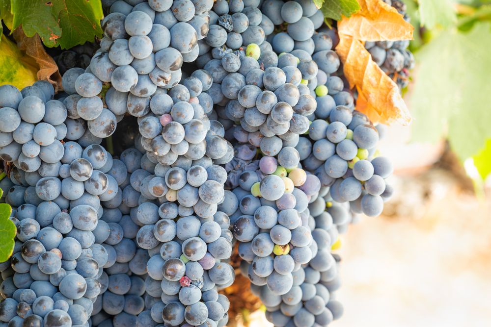 Vineyard with Lush, Ripe Wine Grapes on the Vine Ready for Harvest