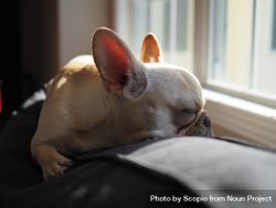 French bulldog sleeping on cushion 4jxgR0